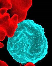 Sự hiện diện của ký sinh trùng sốt rét trong tủy xương để né tránh hệ thống phòng thủ của cơ thể và cái bẫy để tiêu diệt chúng