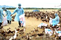 Chỉ đạo phòng chống cúm A (H5N6) 