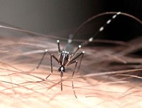 Virus Zika : Mối đe dọa mới từ muỗi hổ 