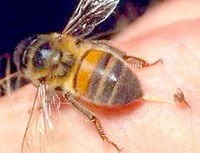 Điểm tin y tế từ các Báo ngày 5/9 và 6/9 năm 2014