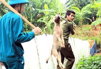 Xác định và xử lý ổ dịch bệnh dại