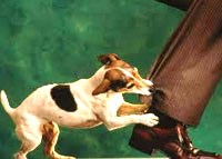 10 sự kiện thế giới về bệnh dại