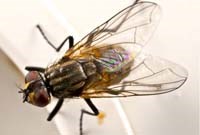 Bộ gen ruồi nhà cung cấp manh mối tới các bệnh tật ở người