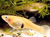 Các loại cá diệt ấu trùng muỗi