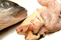 Anisakis-Ký sinh trùng liên quan đến y học biển