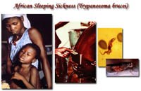 Hy vọng mới cho việc phát hiện ra loại thuốc điều trị bệnh ngủ ở châu Phi