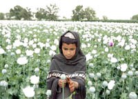 WHO: Giá trị đảo ngược tình hình sức khỏe của thuốc giá rẻ