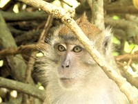 Sốt rét lan truyền từ khỉ gây ra tình trạng nhập viện do sốt rét ở người tại Malaysia