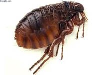 Các biện pháp phòng chống bọ chét truyền bệnh dịch hạch