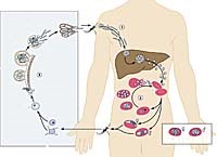Sốt rét kháng thuốc có thể dẫn đến đại dịch lớn tiếp theo