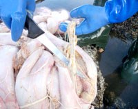 Vấn đề y học biển cần quan tâm: Bệnh ký sinh trùng trên động vật thủy sản