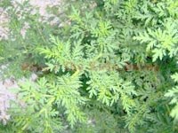 Thuốc sốt rét có nguồn gốc thực vật