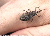 Tổng hợp các công trình nghiên cứu bệnh Chagas