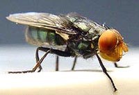 Các nhà khoa học giải thích việc lan rộng của vector gây bệnh chikungunya