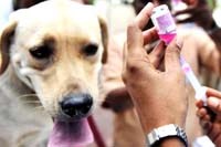 Bệnh lây truyền từ động vật sang người