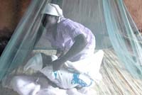 Màn ngủ và vaccine: một số kết hợp có thể làm trầm trọng thêm bệnh sốt rét