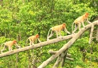 Tổng quan về động lực lan truyền sốt rét ở các hệ sinh thái rừng trên thế giới