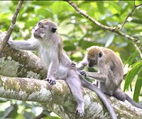 Khỉ đuôi dài Macaca fascicularisi vật chủ chính mang ký sinh trùng sốt rét Plasmodium knowlesi lây truyền sang người: Thông tin tổng hợp và cập nhật y văn