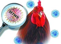 Cập nhật thông tin dịch cúm của WHO và dấu hiệu cảnh báo từ thế giới đầy biến động của virus cúm