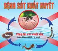 Khi nào phun hóa chất diệt muỗi truyền bệnh sốt xuất huyết?