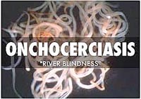 WHO: cập nhật thông tin về bệnh “mù lòa đường sông” do giun chỉ on Onchocerciasis 
