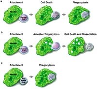 Các bệnh ký sinh trùng ảnh hưởng đến hệ hô hấp hặc gây viêm phổi 