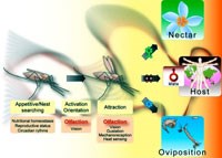 Đặc điểm sinh học vector sốt rét và lan truyền sốt rét ở một số quốc gia Đông Nam Á (Phần 2)