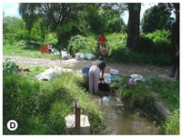 Làm thế nào để chẩn đoán, điều trị và phòng bệnh sán lá gan lớn do Fasciola spp. đúng và chính xác theo quy định hiện hành?