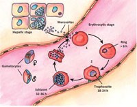 Một số điểm mới về kháng thuốc sốt rét dưới góc độ phân tử 