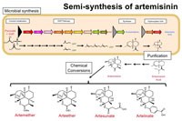 Ký sinh trùng sốt rét Plasmodium falciparum kháng thuốc Artemisinine và các giá trị nghiên cứu sinh học phân tử phát hiện đột biến gen K13 Propeller (Phần 1)