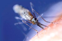 Chính phủ Ấn độ công bố kế hoạch thanh toán sốt rét vào năm 2030