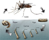 Bọ gậy hay lăng quăng muỗi?