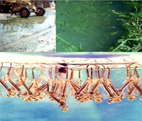 Chiến lược loại trừ sốt rét khu vực Tiểu vùng sông Mê Kông 2015-2030 (Phần 2)