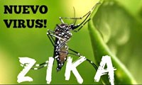 WHO: Cập nhật thông tin bệnh do virus Zika
