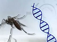 Công nghệ mới tạo ra muỗi “kháng sốt rét”