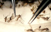 Nguy cơ dịch bệnh lây truyền từ muỗi và triển vọng từ muỗi biến đổi gen