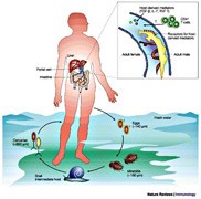 Cập nhật thông tin về bệnh sán máng