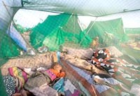 WHO: Hướng đến loại trừ bệnh sốt rét ở một số khu vực trên thế giới