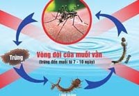 Bể nước treo là nơi sinh sản của muỗi truyền bệnh sốt xuất huyết