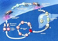 Chiến lược kiểm soát và loại trừ sốt rét do Plasmodium vivax  toàn cầu (Phần 1)