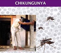 Dịch bệnh Chikungunya ở Argentina