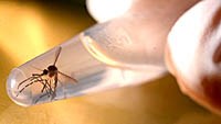 Zika, sốt xuất huyết, sốt rét và muỗi gây chết người