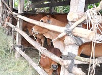 Hàng rào gia súc giúp ngăn ngừa bệnh do muỗi truyền