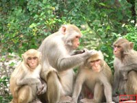 Sốt rét khỉ có thể lây nhiễm gây bệnh cho người