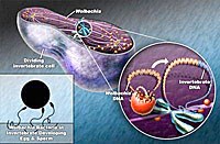 Vi khuẩn di truyền kiểm soát khả năng lan truyền Zika của muỗi Aedes