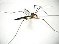 Phòng bệnh sốt rét tốt nhiều hơn so với chữa bệnh