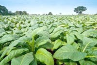 Kỹ thuật cây trồng mới có thể lấp đầy nhu cầu thuốc điều trị sốt rét thiết yếu