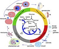 Nghiên cứu về kỹ thuật chẩn đoán hiện đại và thuốc điều trị sốt rét mới 