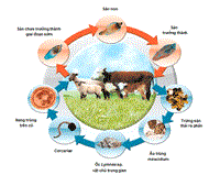 Phòng chống sán lá gan lớn ở người và gia súc cần dựa vào biện pháp tổng hợp và phối hợp đa ngành