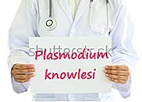 Đặc điểm xâm nhập của dòng ký sinh trùng sốt rét P.knowlesi  mới được phân lập ở người